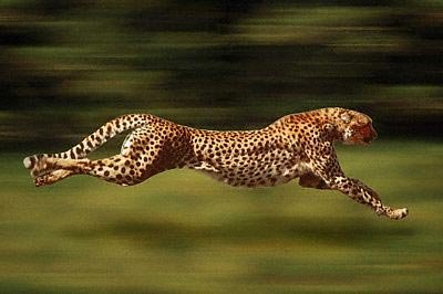 Gepard
